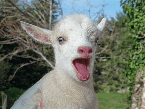 Screaming goat gif with sound - Following the release of Swift's single "I Knew You Were Trouble" in late 2012 from her Red album, a YouTube video was posted of the music video along with spliced-in footage of a screaming goat. It went viral. You can even watch Swift's delighted reaction to the now-iconic "I Knew You Were Trouble" goat version below.